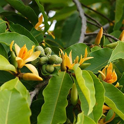 magnolia champaca plant for sale